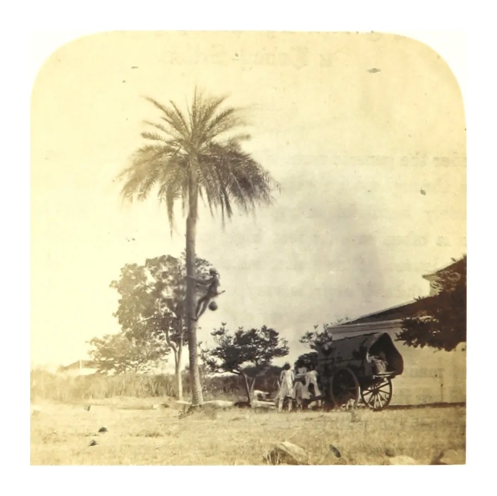 Engraving of a toddy drawer climbing the bare trunk of a tall palm, a pot hanging at his waist