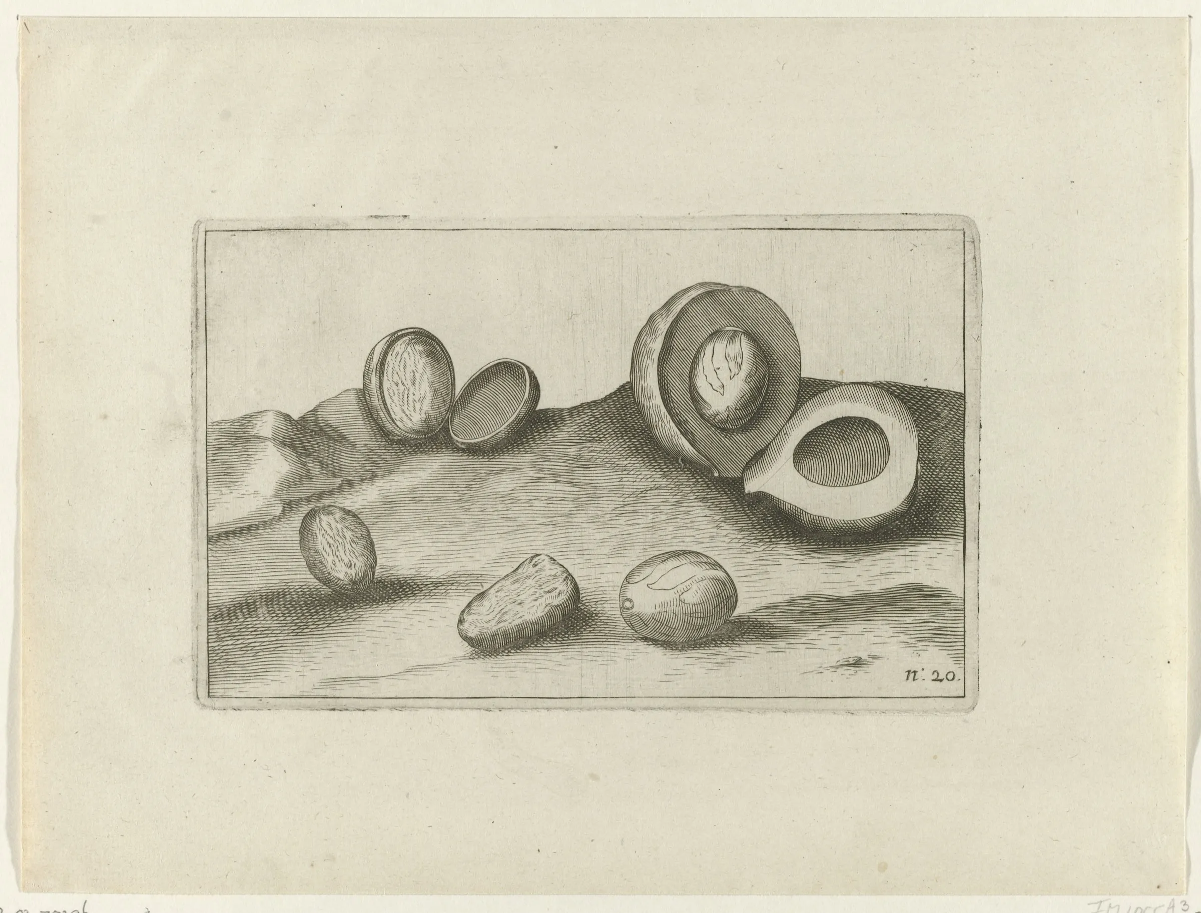 An engraved Dutch print showing nutmegs whole, in their husks and with the red mace, with a Dutch caption