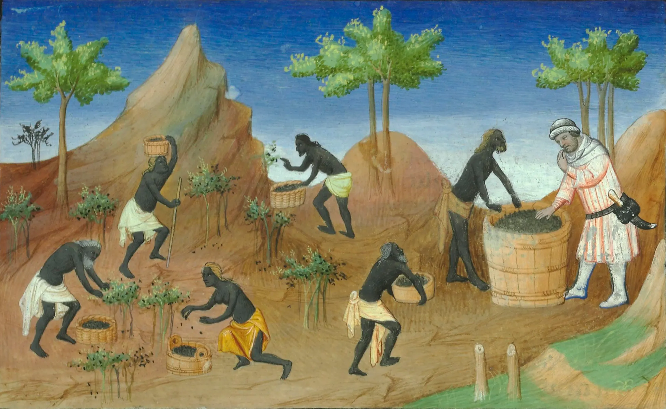 A medieval French manuscript painting of men in a stylised landscape gathering pepper from plants and presenting it to a robed figure