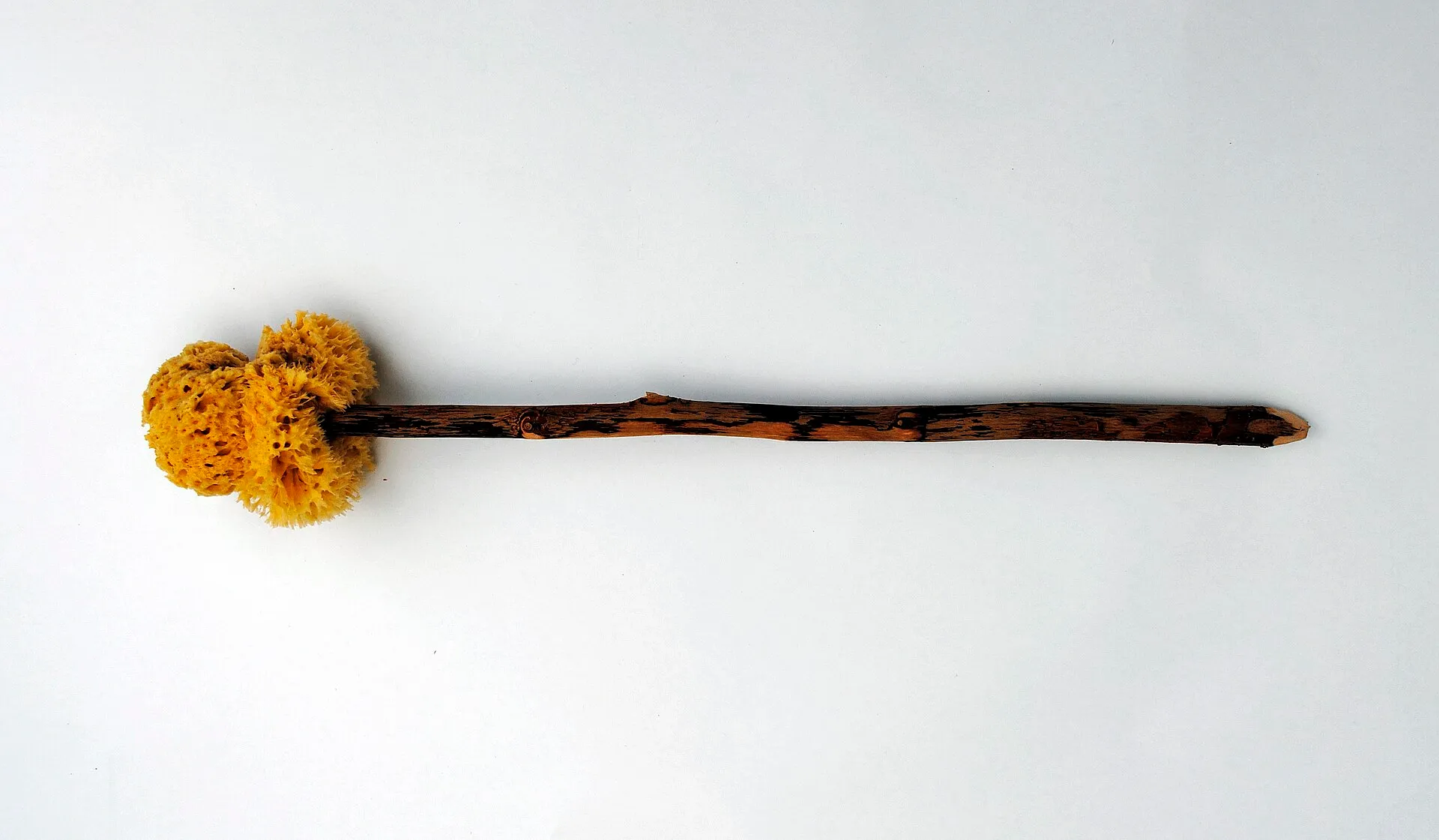 A modern replica of a Roman sponge on a stick: a wooden handle with a natural sponge fixed to one end